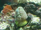 [TodoMarino.com] Identificación coral