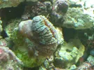 [TodoMarino.com] Identificación coral