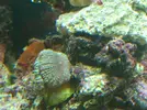 [TodoMarino.com] Identificación coral