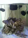 [TodoMarino.com] Empezando mi Open Reef 91L