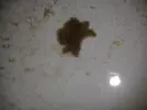 [TodoMarino.com] ¿Que es este cangrejo?