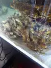 [TodoMarino.com] Empezando mi Open Reef 91L