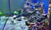 [TodoMarino.com] mi acuario de 270 litros