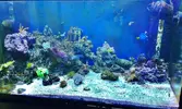 [TodoMarino.com] mi acuario de 270 litros