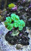 [TodoMarino.com] mi acuario de 270 litros