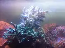 [TodoMarino.com] Chaetodermis pencilligerus "Brutus"