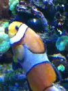 [TodoMarino.com] Con los Peces no hay manera!!