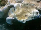 [TodoMarino.com] Una ayudita con las macroalgas!