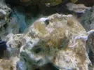 [TodoMarino.com] Una ayudita con las macroalgas!