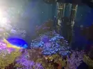 [TodoMarino.com] euphyllia
