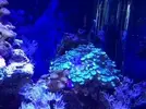 [TodoMarino.com] euphyllia