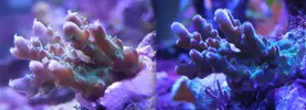 [TodoMarino.com] Espero sea mi próximo reef.