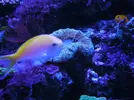 [TodoMarino.com] Espero sea mi próximo reef.