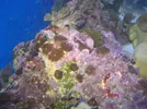 [TodoMarino.com] duda coral aptapsia