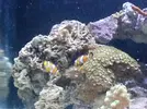 [TodoMarino.com] Mi nemo hembra se apoya en un coral de forma rara