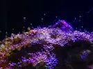 [TodoMarino.com] Ayuda ¿esta invasión d alga es normal?