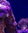 [TodoMarino.com] Ayuda ¿esta invasión d alga es normal?