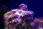 [TodoMarino.com] Ayuda ¿esta invasión d alga es normal?