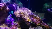 [TodoMarino.com] Ayuda ¿esta invasión d alga es normal?