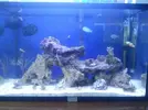 [TodoMarino.com] Presentando mi Nano de 60L.