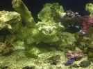 [TodoMarino.com] Ayuda ¿esta invasión d alga es normal?