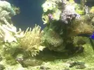 [TodoMarino.com] Ayuda ¿esta invasión d alga es normal?