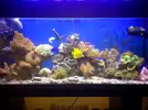 [TodoMarino.com] mai-reef