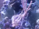 [TodoMarino.com] Me audais a identificar mis corales