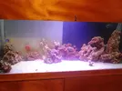 [TodoMarino.com] acuario marino en creación