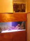 [TodoMarino.com] acuario marino en creación