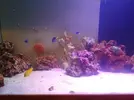 [TodoMarino.com] acuario marino en creación