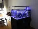 [TodoMarino.com] Finalmente!! 420 Litros + Sump !!!!