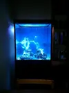 [TodoMarino.com] 216l (sirocco 60X60X60) + sump. Primer proyecto "serio" con ayuda de lujo.