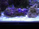 [TodoMarino.com] Finalmente!! 420 Litros + Sump !!!!