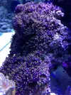 [TodoMarino.com] Finalmente!! 420 Litros + Sump !!!!