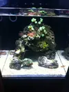 [TodoMarino.com] Mi primer acuario marino