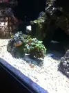 [TodoMarino.com] Mi primer acuario marino