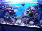 [TodoMarino.com] Jebao WP-25 para 1metro de acuario????