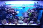 [TodoMarino.com] Jebao WP-25 para 1metro de acuario????