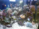 [TodoMarino.com] maquinaria pesada en mi nano reef