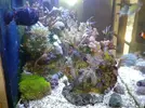 [TodoMarino.com] maquinaria pesada en mi nano reef