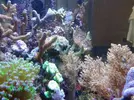 [TodoMarino.com] maquinaria pesada en mi nano reef