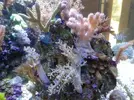 [TodoMarino.com] maquinaria pesada en mi nano reef