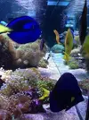 [TodoMarino.com] Princes Reef