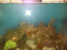 [TodoMarino.com] Posible explosión bacteriana