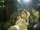 [TodoMarino.com] soy nuevo en el mundo de los marinos ayuda