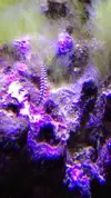 [TodoMarino.com] Finalmente!! 420 Litros + Sump !!!!