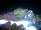 [TodoMarino.com] Nano reef 60 litros