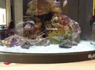 [TodoMarino.com] Nano reef 60 litros