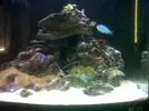 [TodoMarino.com] Nano reef 60 litros